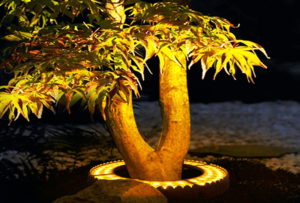 Palm Tree Ring Light Manufacturer & Supplier in China