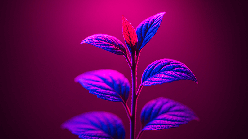close-up of a plant under a specific color of LED light
