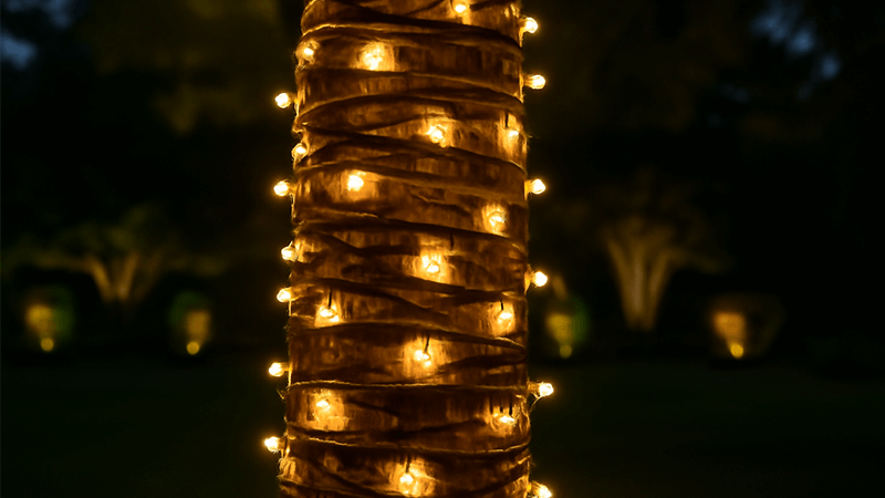 A palm tree trunk wrapped tightly with string lights