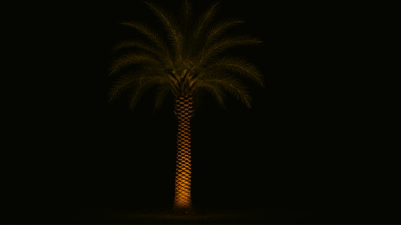 A subtly lit palm tree creating an elegant silhouette.