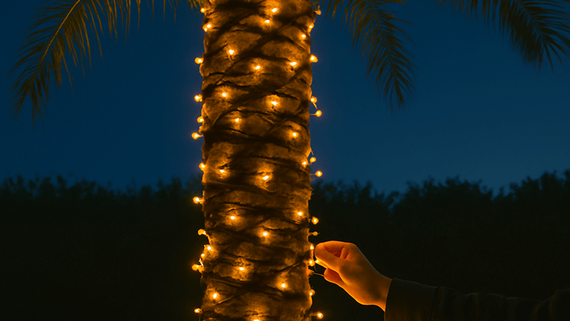 Wrapping string lights on a palm tree trunk