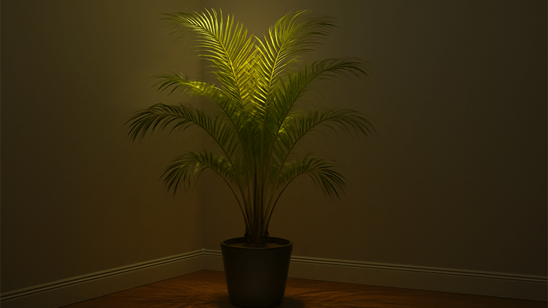 Indoor palm tree in a low-light room