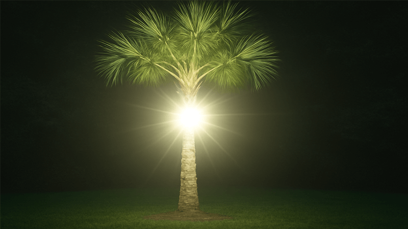 An example of a poorly lit palm tree with harsh glare