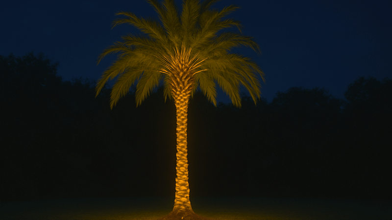 An entire palm tree lit up, including the trunk and fronds, against a night sky.