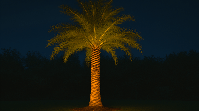 A beautifully uplighted palm tree at night
